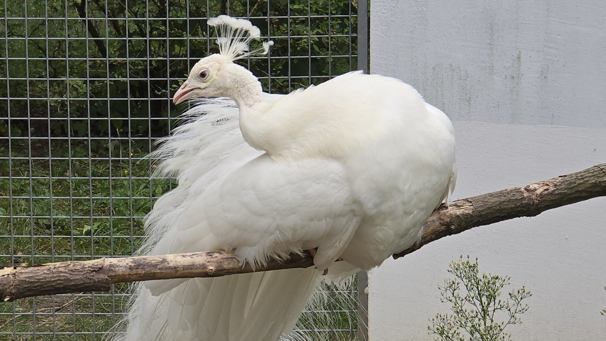    Животные с альбинизмом становятся популярными обитателями зоопарков