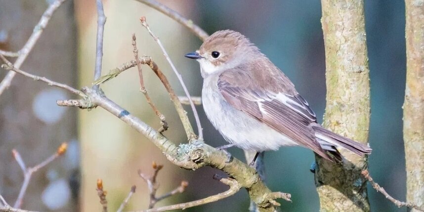    Алёна Бобрович