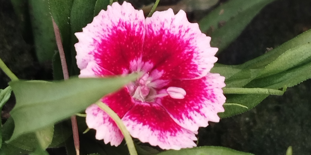 Кто зацвёл в моих теплицах в марте?! 25 растений!