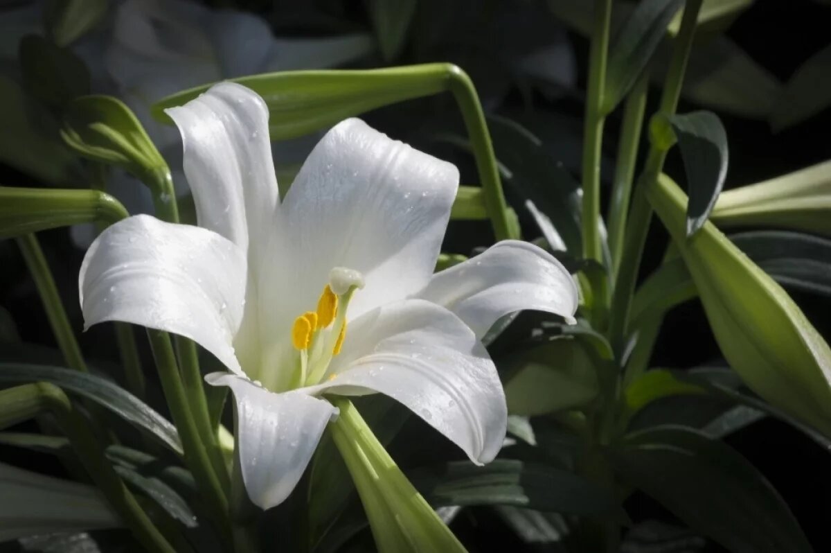    Врачи спасли красноярку с отеком Квинке из-за сочетания лилий и ботокса