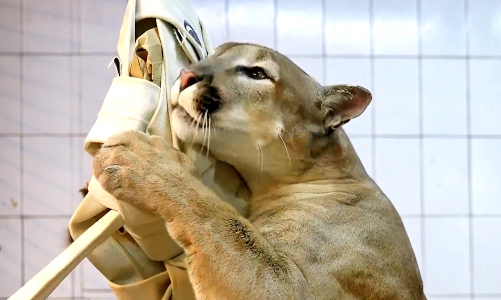    ©Пресс-служба Московского зоопарка