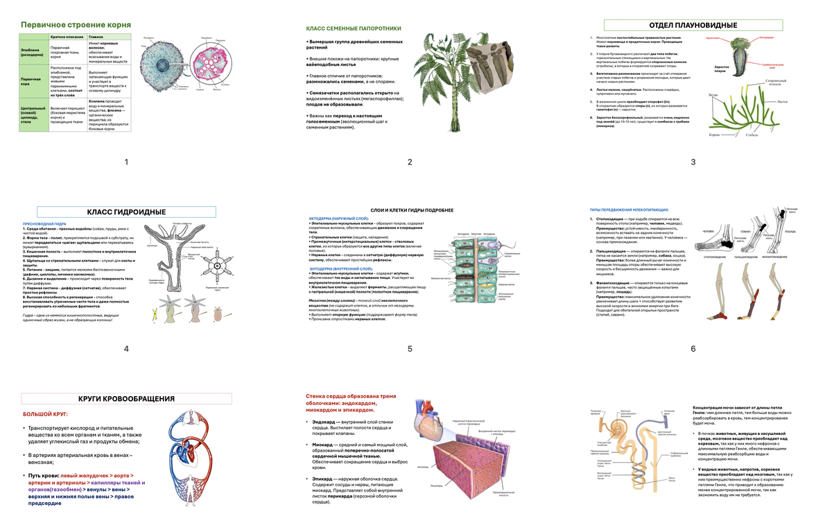 Скрины слайдов презентаций