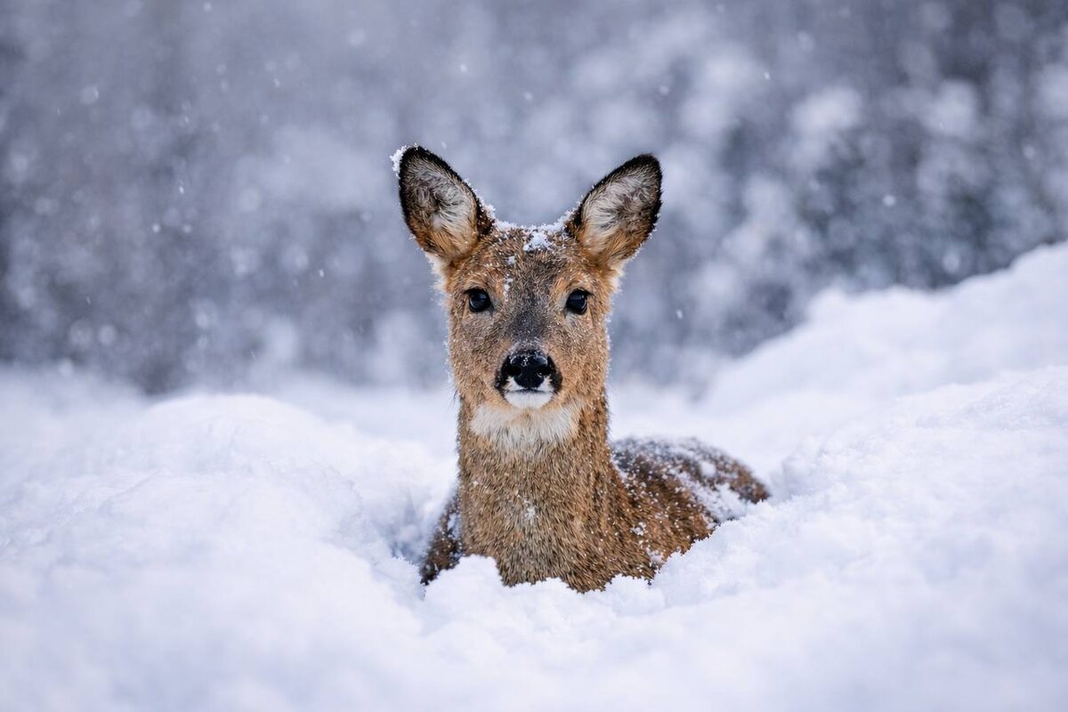 Косуль стали чаще замечать в пределах поселений, не редко это заканчивается для животных гибелью  