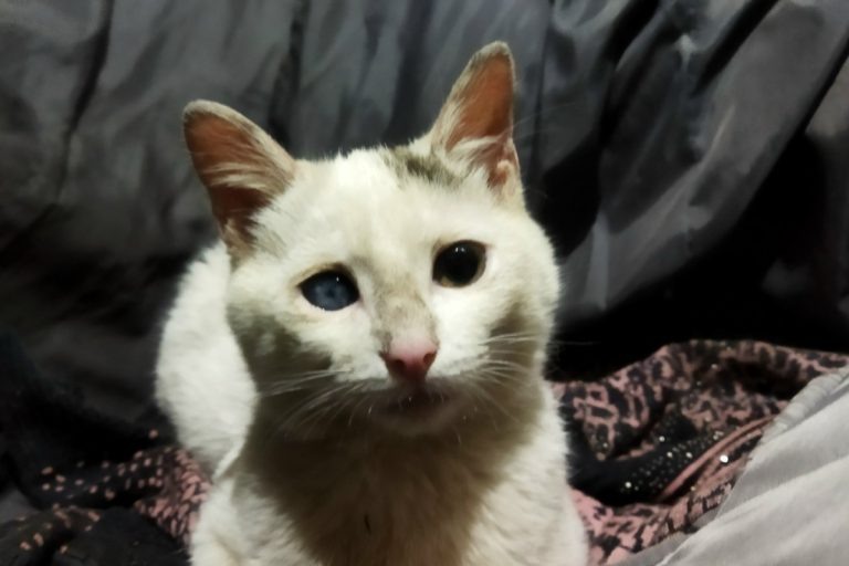 В Тверской области стала известна судьба котят, которых зимой выбросили на лёд