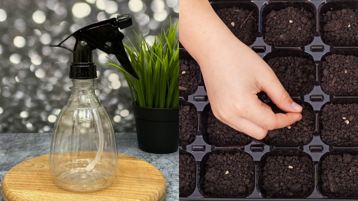 Только опрыскиватель — до появления первых всходов лейка не нужна