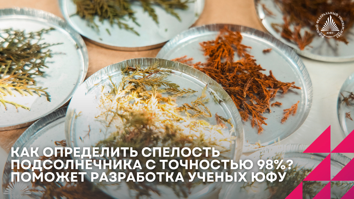 В зимнее время моделью для анализа подсолнечника становятся туи. Тую фотографирует камера, снимающая 150 спектров — в 50 раз больше, чем обычный фотоаппарат