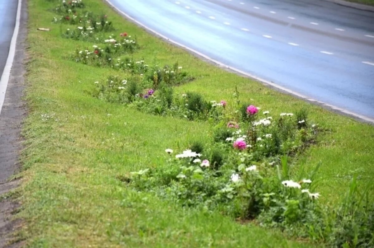    260 тысяч однолетних цветов планируют посадить в Пензе