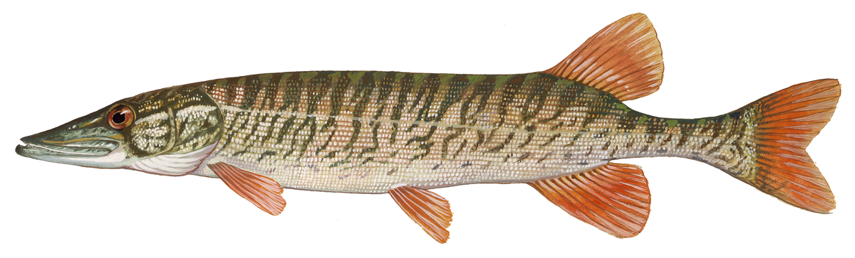 Esox americanus americanus