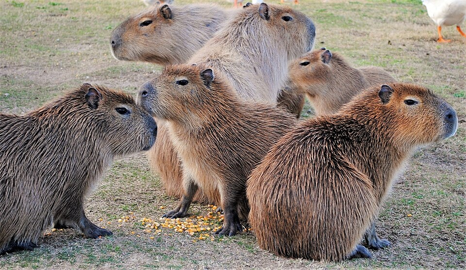 Капибары в зоопарке. Источник изображения- Википедия.