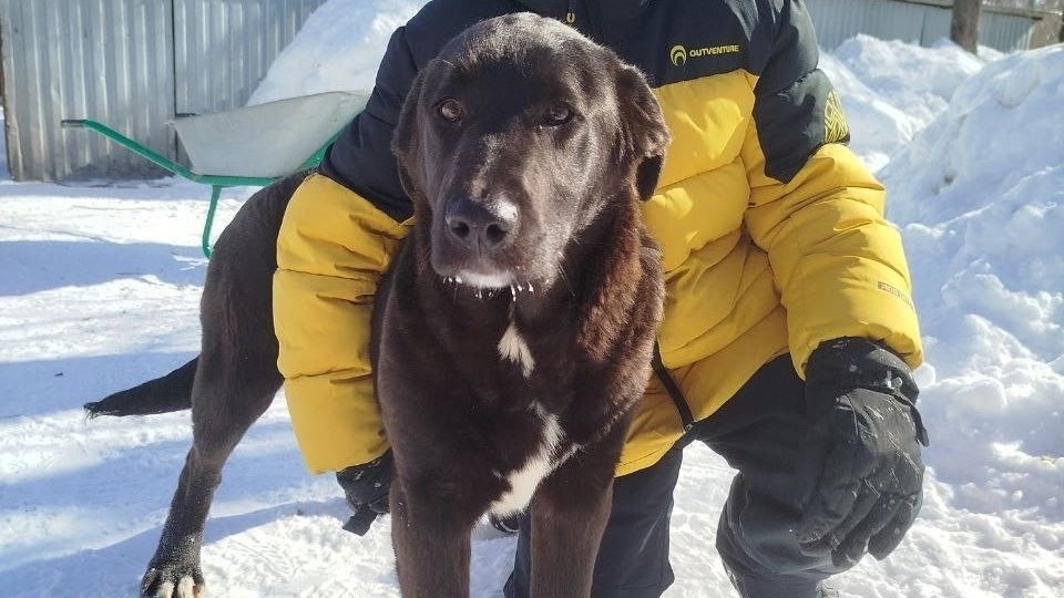 Кто возьмет этого большого малыша? 🐕❤️