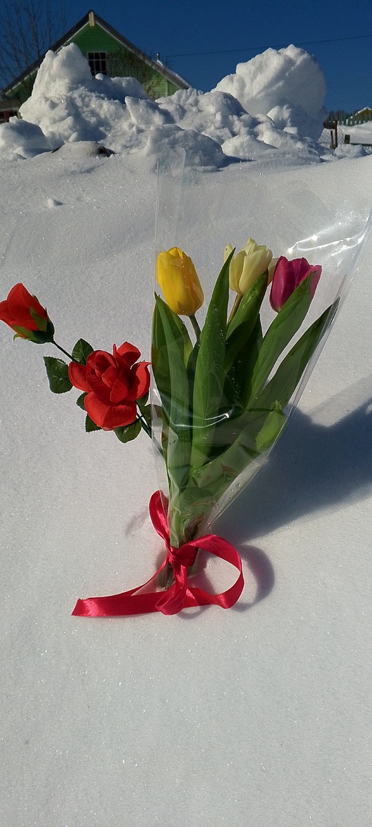 Тюльпаны🌷