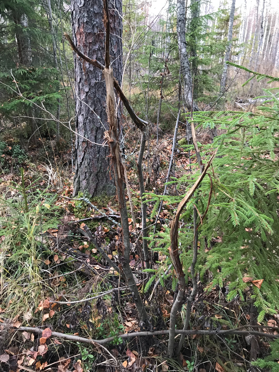 Тренировочное дерево