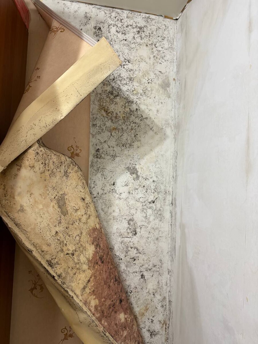 Плесень на стене квартиры