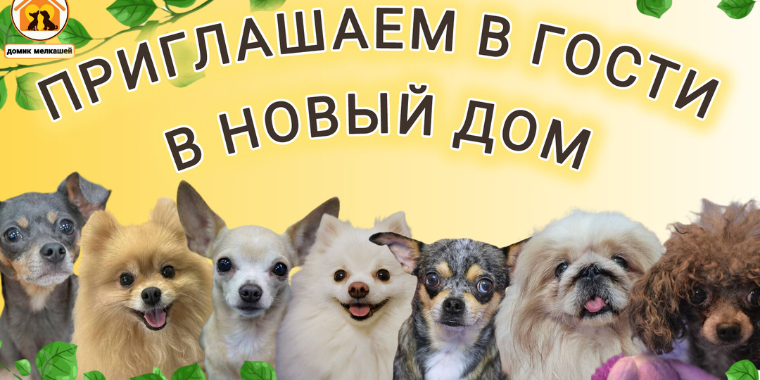 Приглашаем Вас в эти выходные в новый ДОМ приюта! Приезжайте за собачкой в Домик Мелкашей! 🏡