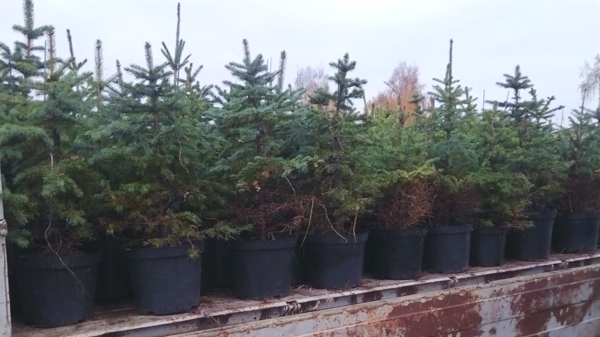 Фото: архив ИД "Пресса"