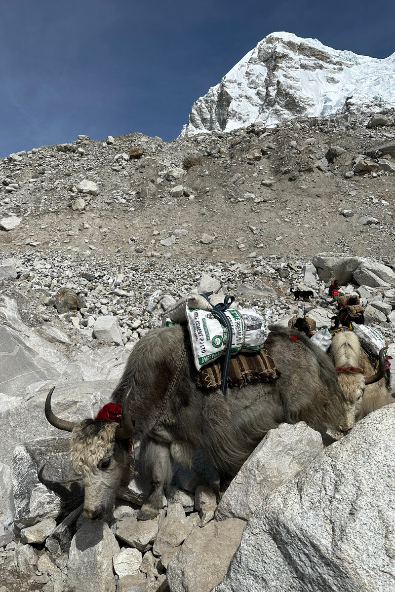 Коммерческое восхождение обходится дороже, ведь в программе есть гиды, организаторы, дополнительный сервис — портеры (носильщики), иногда даже повара. Вместо вертолёта могут использоваться яки, но и это стоит денег. Фото: на подходах к базовому лагерю Эвереста, Непал, из личного архива Людмилы Коробешко