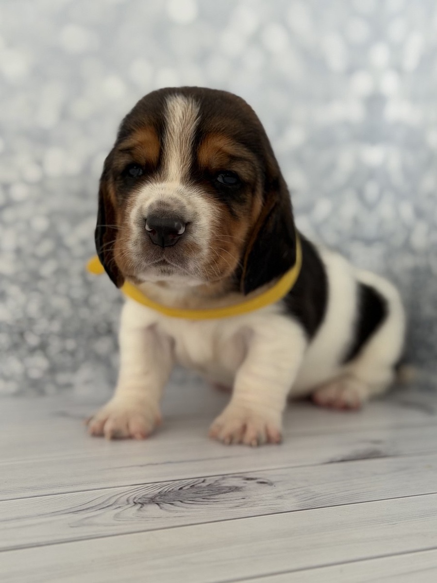 Девочка свободна кличка Лиля 