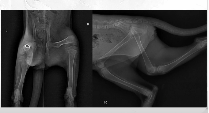 Вот так выглядят кости котенка, который не получает кальций: на снимке они почти прозрачные. Фото из презентации Дарьи Маслаковой.