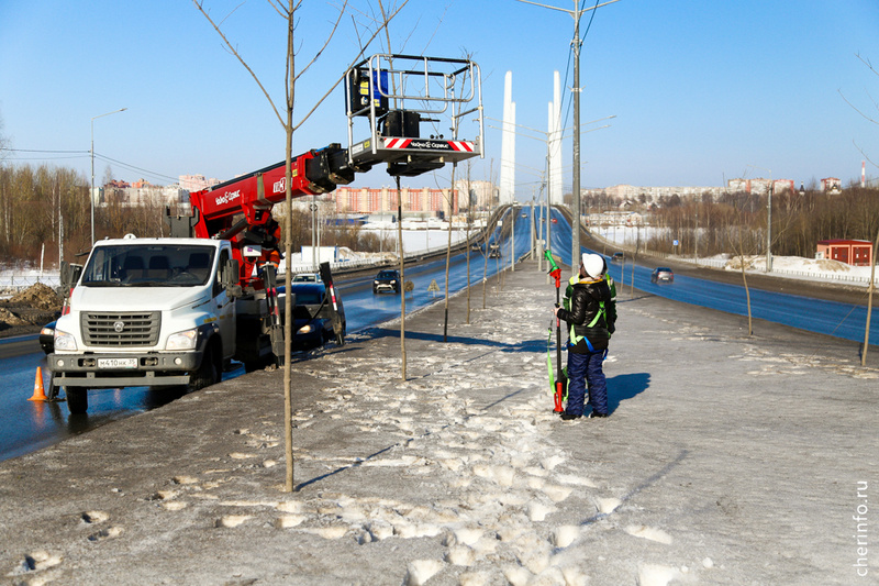    Работы провели специалисты "Горзеленстроя".