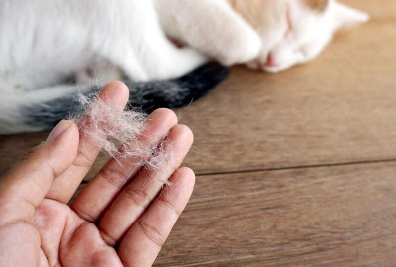 7 шагов, чтобы понять: линька это или проблема с котом