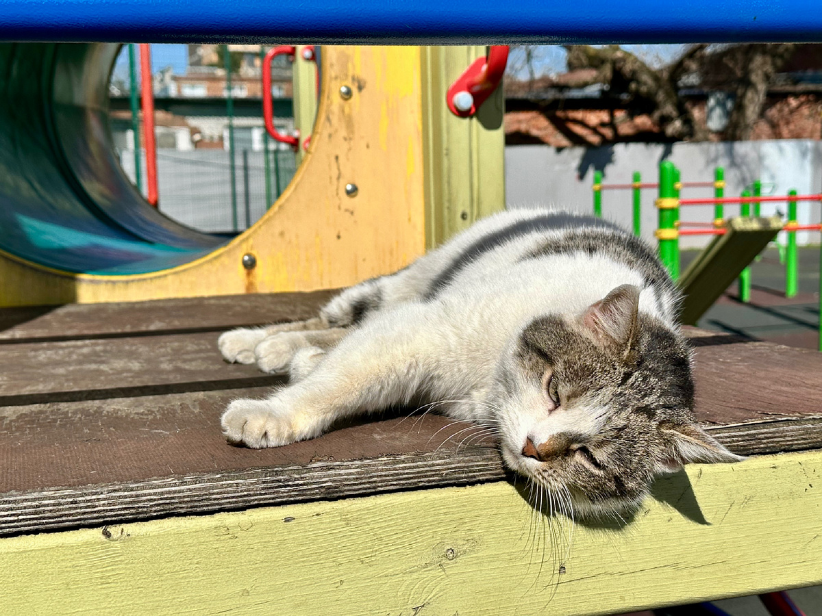 Весенний кот.