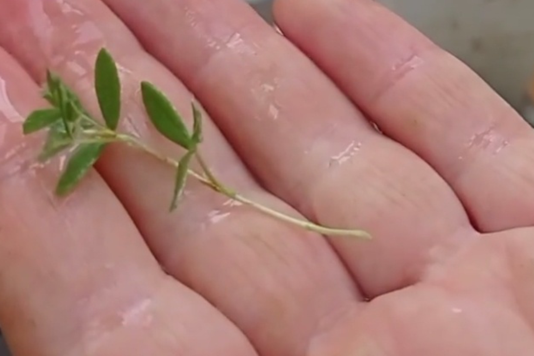 Черенкование лапчатки см. галерею