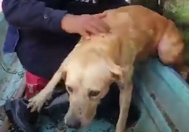     Этен ҡотҡарам тип...