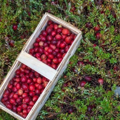 клюква садовая