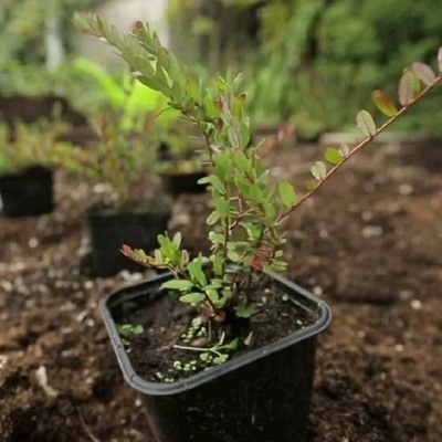 саженцы клюквы