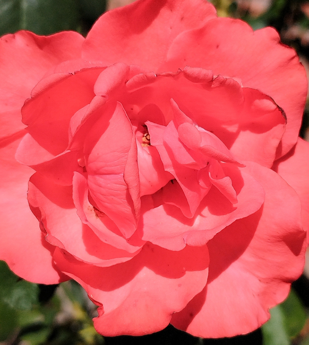 Цветы всегда радуют глаз... 