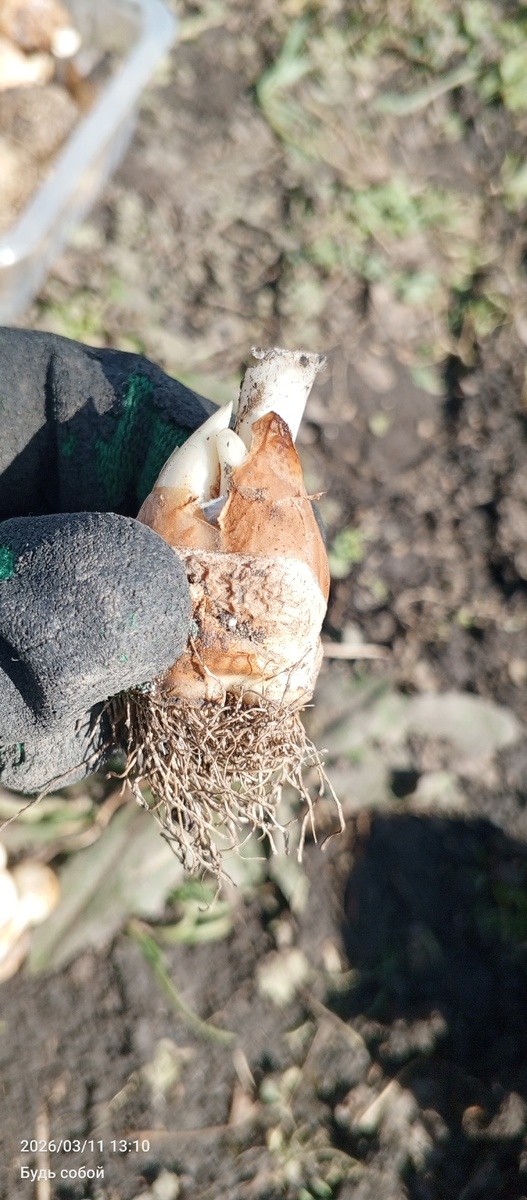 Убираю бороду старых корней 