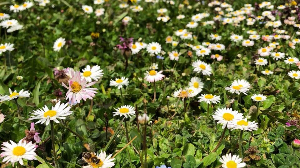 Недвижимость в Сербии. Квартира до 100.000 € в Белграде. Немного практики.