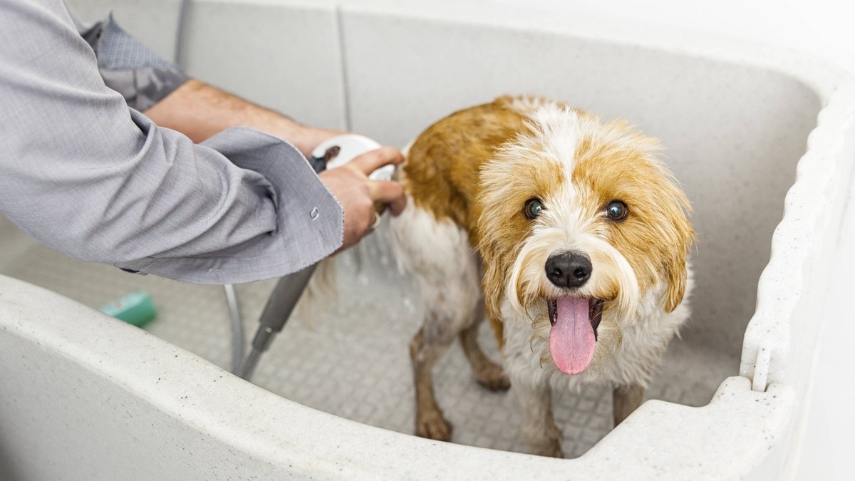    Уход за питомцем уверенно двигается в сторону роскоши