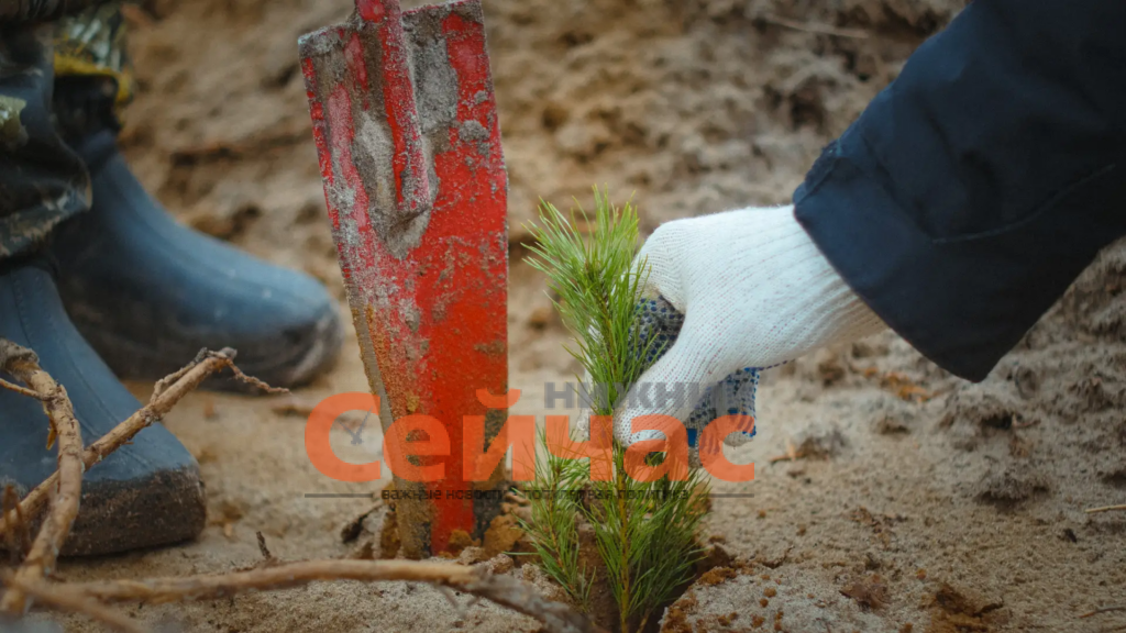    Фото: Минлесхоз Нижегородской области  Редакция nn-now