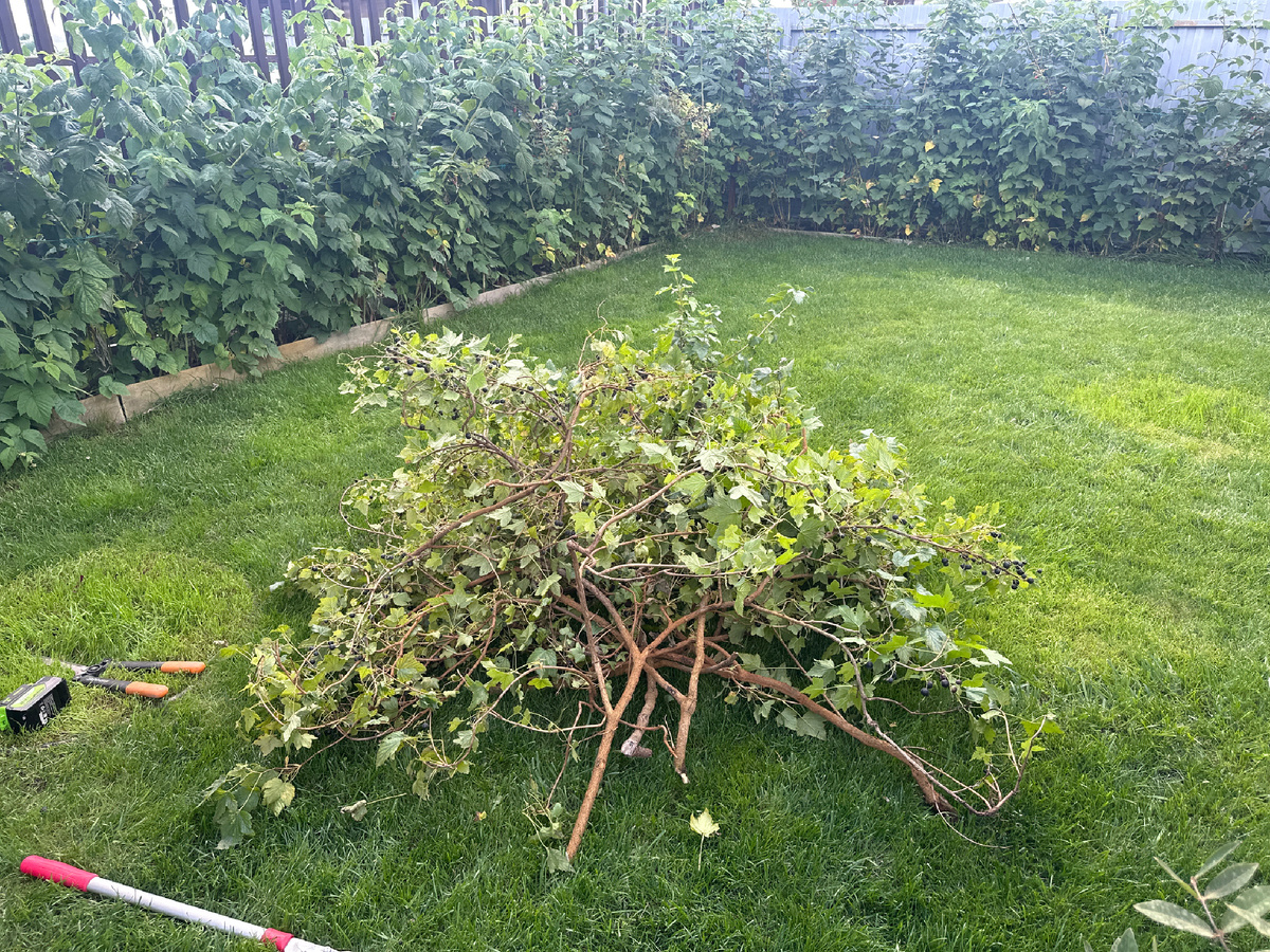 Это куча веток после обрезки, под ней ничего нет.