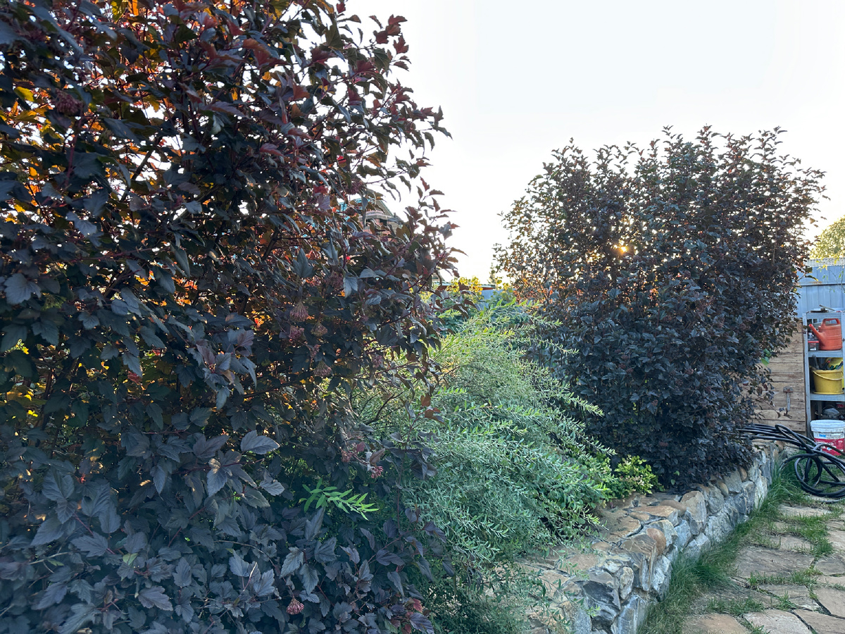 Вот одна из сторон сада, закрытая кустами