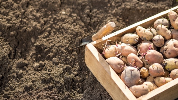 Вот так выглядят клубни, готовые к посадке — росток плотный, зеленый, не длиннее 3 см