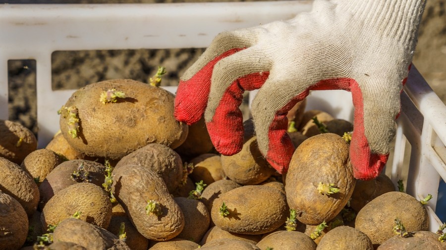 Срок проращивания — три-четыре недели.