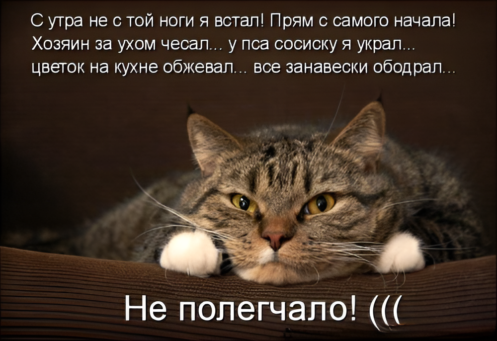 (Источник: kotomatric).