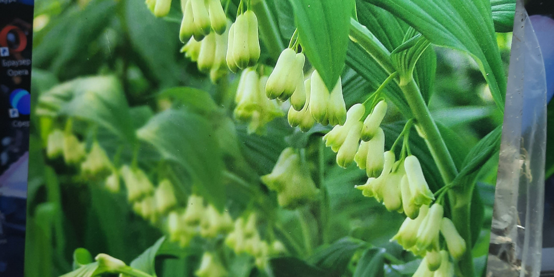 Итоговая почесуховая. Покупки последних дней