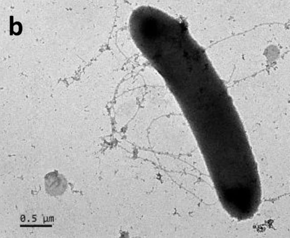    Микрофотография бактерии рода Roseburia / © Shuang-Jiang Liu/Wikipedia Commons