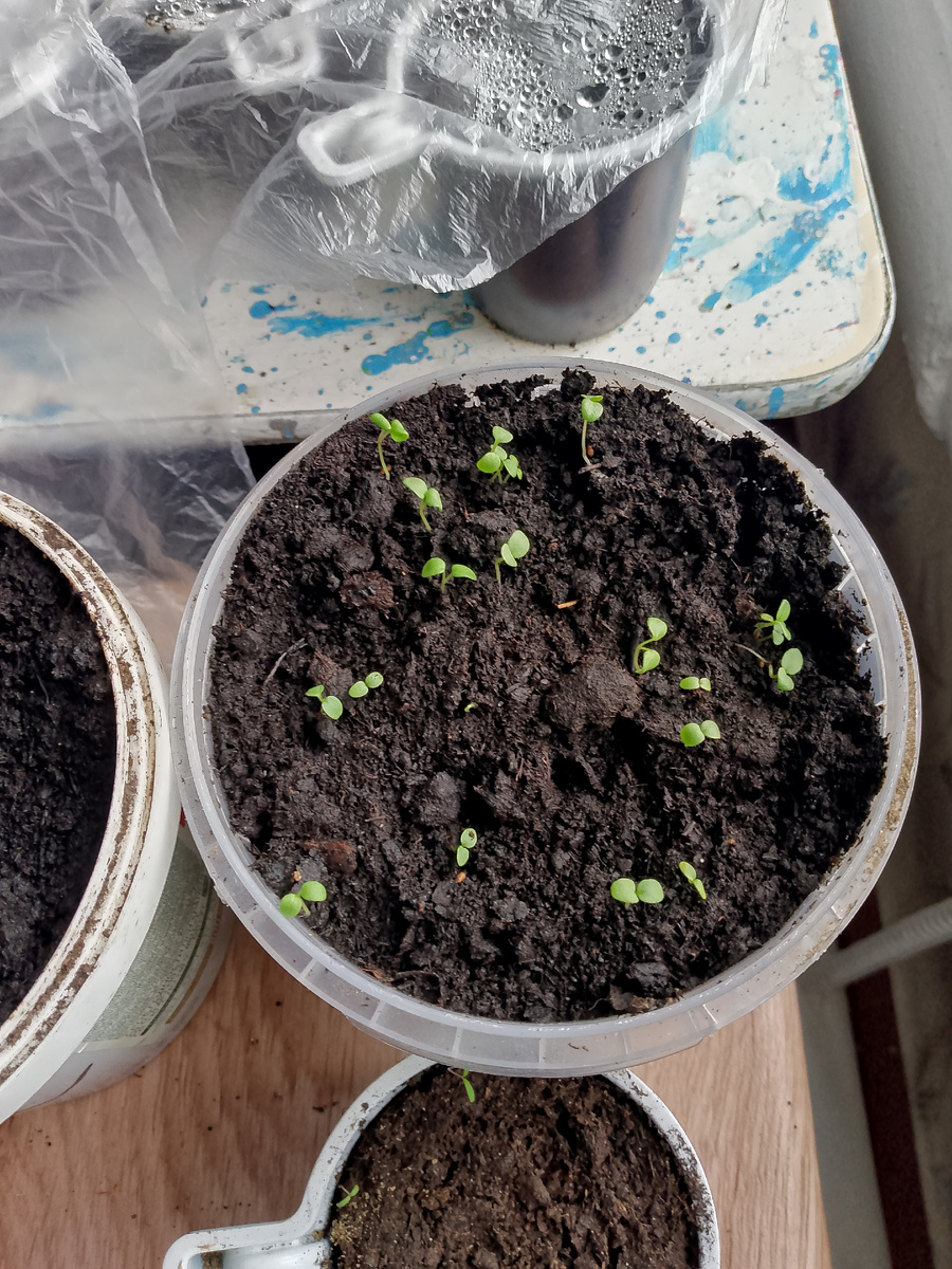 Анютины глазки