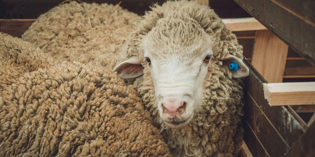 Рейды, посты и «Хорриот»: как в Татарстане готовятся к Курбан‑байраму