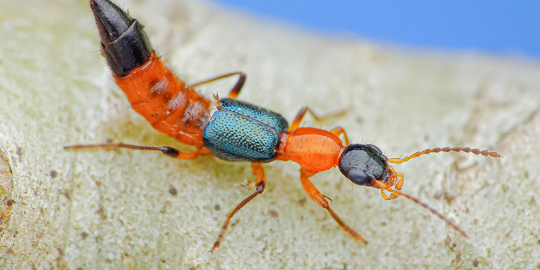Собираешься в Азию? Не трогай этого ЖУКА! Яд опаснее кобры? Разбираемся в статье! (Вьетнам, Таиланд, Бали)