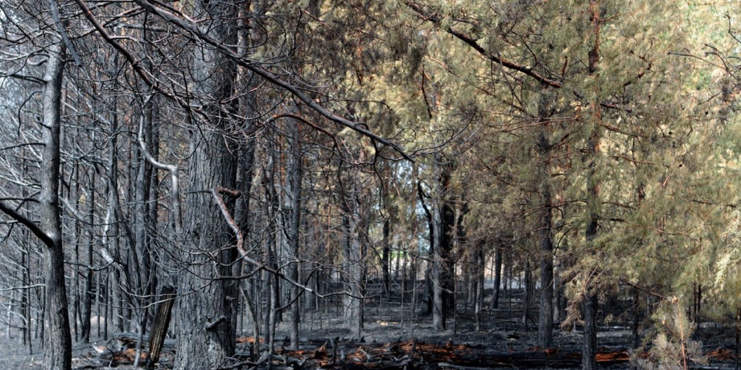 🔥❌ Готовы ли мы к сезону лесных пожаров 2026 года?