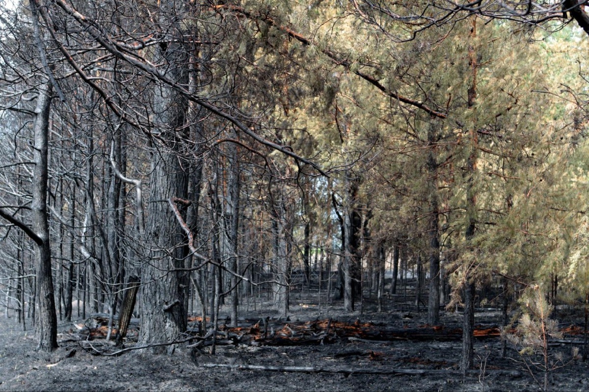 📸 Игорь Подгорный