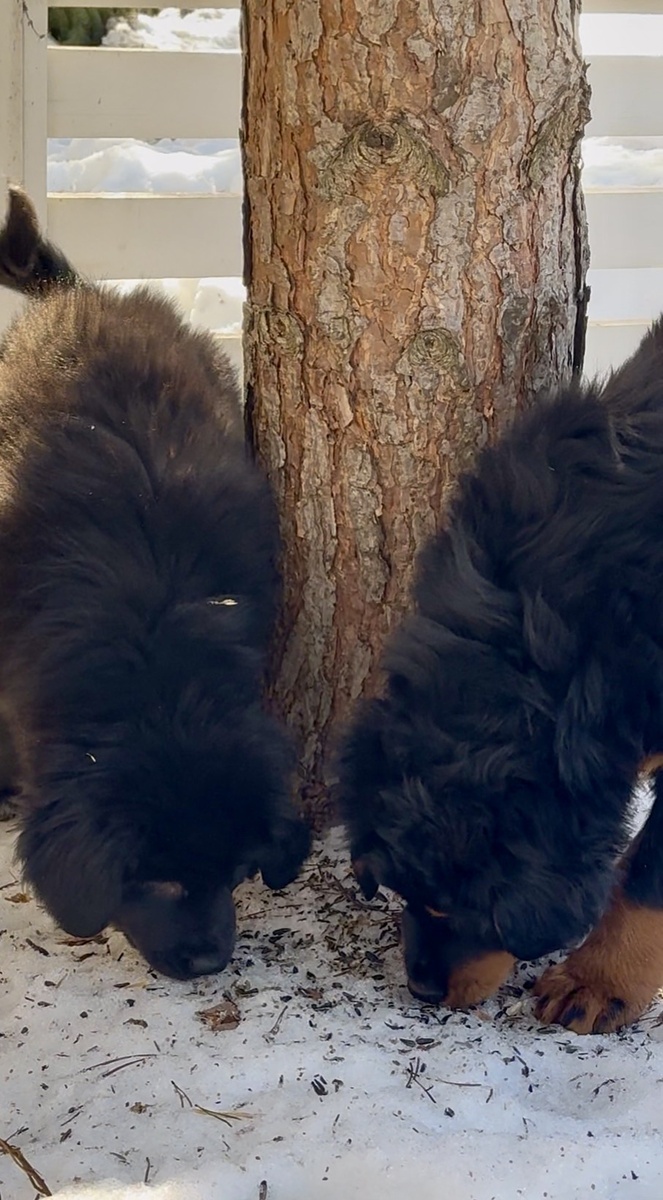 Ни одна беговая дорожка не сравнится со свободным выгулом 