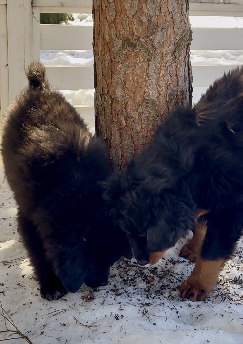 В этом возрасте они должны набегать свои задние ноги с соплеменниками