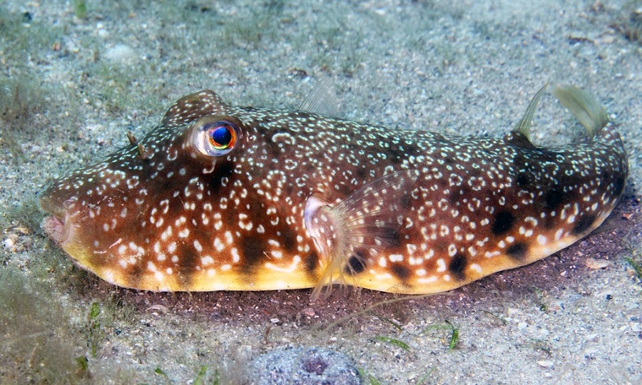 Он укусил Дарвина и пытался отравить Кука