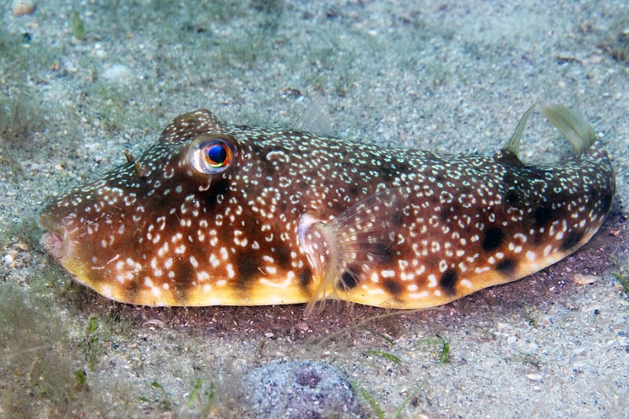 Вполне безобидный с виду Sphoeroides nephelus из прибрежных вод Бразилии.  Фотография из интернета